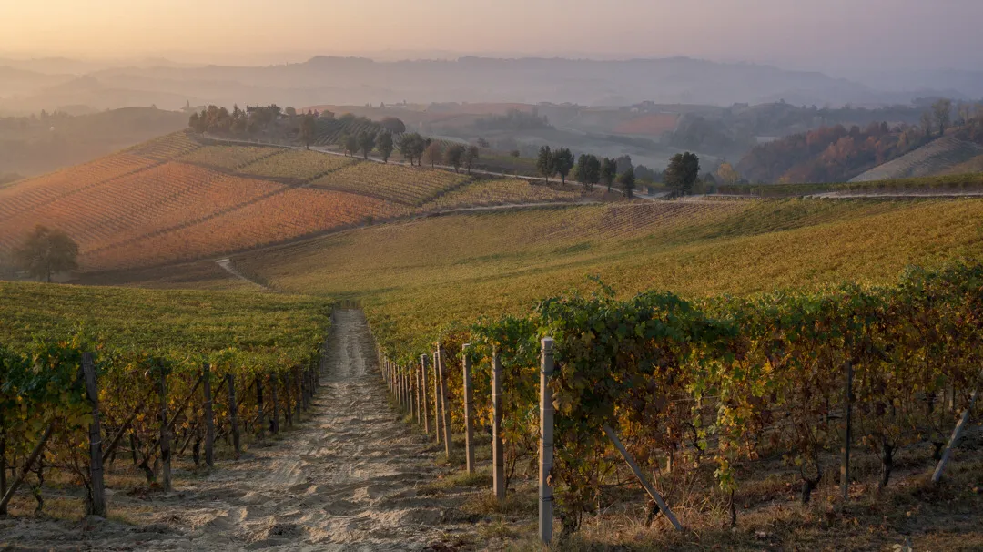 Elvio Cogno's Vine Fields - Z Via Ravera, Italy