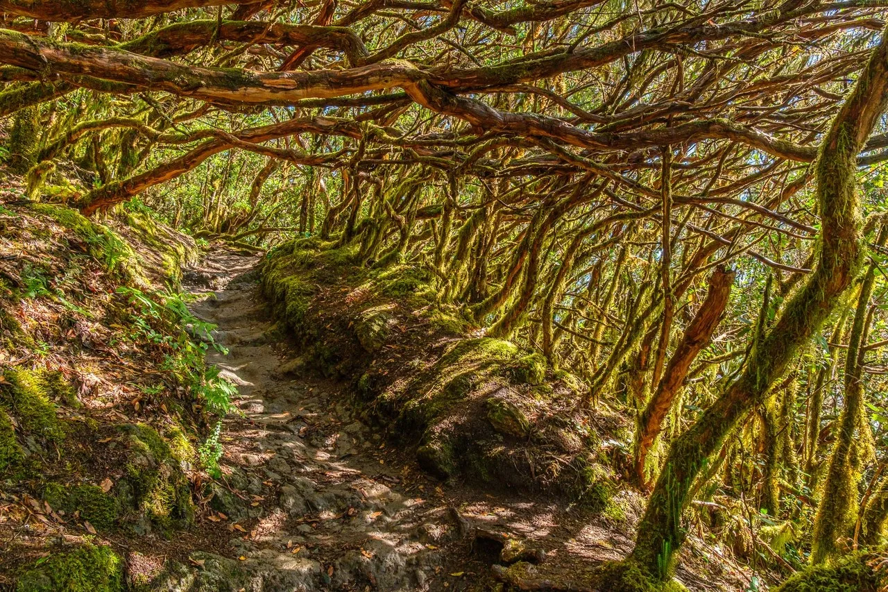 Bosque Encantado - La Ensillada - El Pijaral - Spain