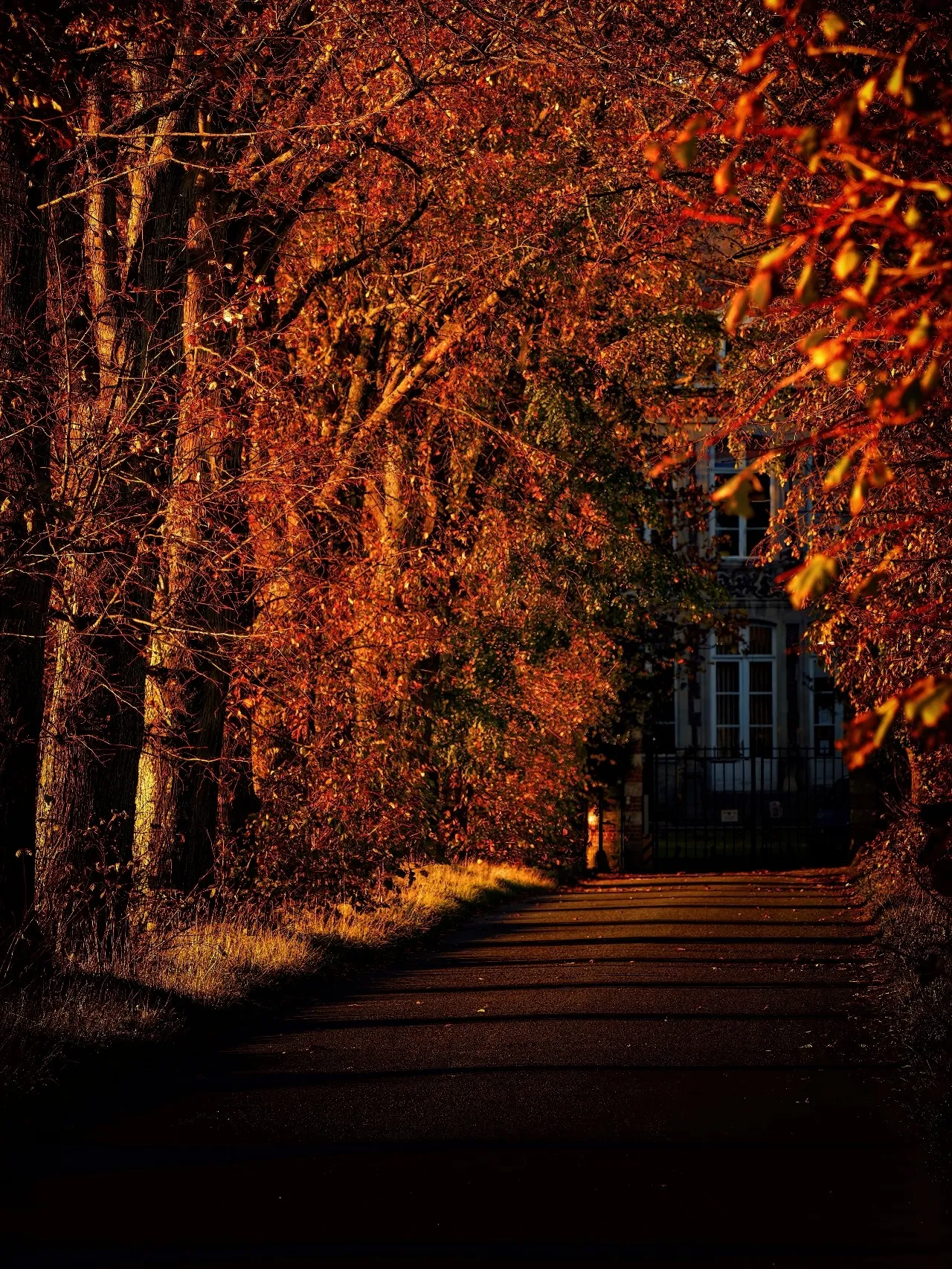 La Phalecque - De la Rue Paul Brame, France