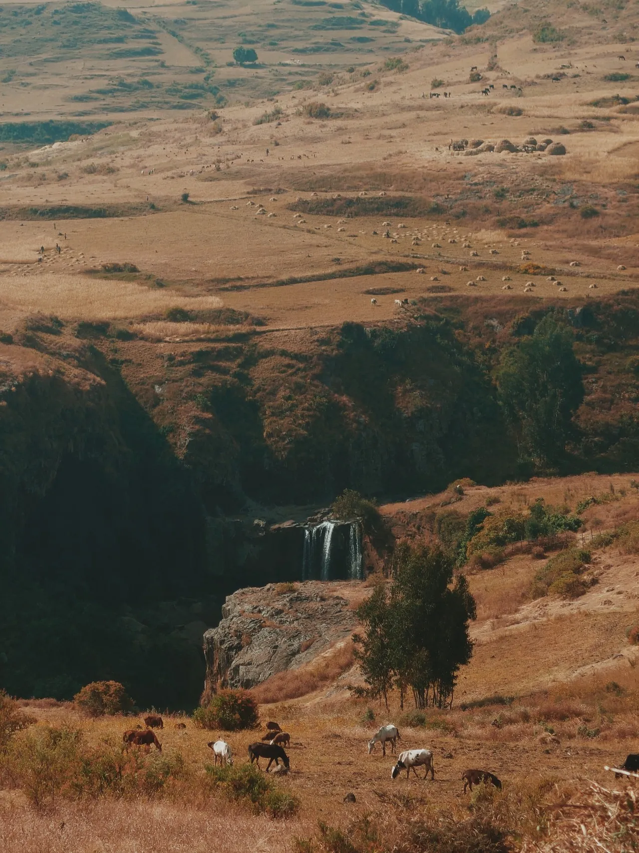 Fields near Debark - Ethiopia