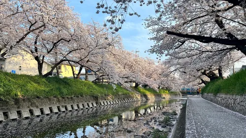 Sakura bloom - Desde Riverwalk - Sen'game Bridge, Japan