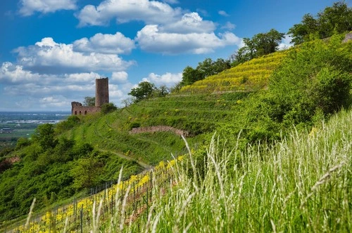Burgruine Strahlenburg - Desde Weinberg Schriesheim, Germany