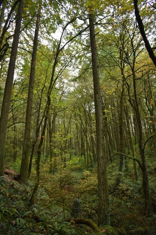Flicker trail - Từ Middle of Flicker trail uphill, United States