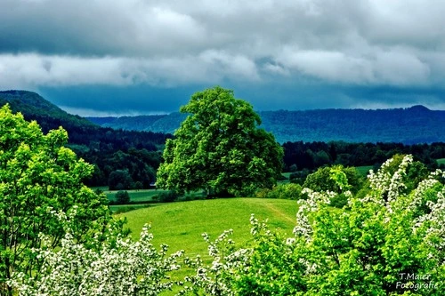 Friedenslinde Bronnwelier - Germany