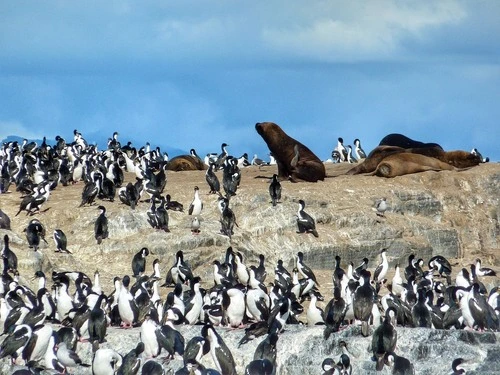 Lobitos y cormoranes - From Ferry, Argentina