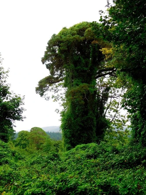 Die grüne Hölle - Ireland