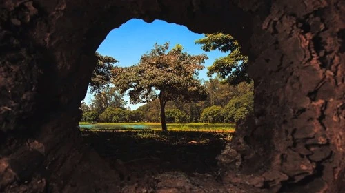 Árvore no Parque do Ibirapuera - Desde Parque do Ibirapuera, Brazil