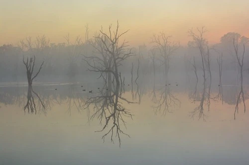 Mulligans Flat Woodland Sanctuary - Z The Big Dam, Australia