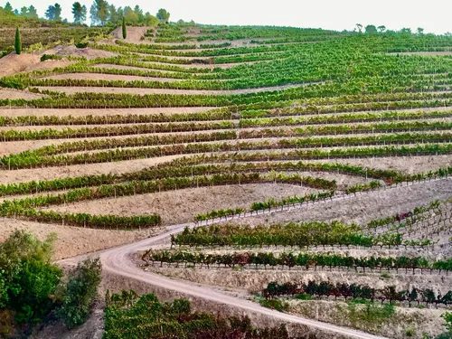 Viñedos de Casa Gran - Spain