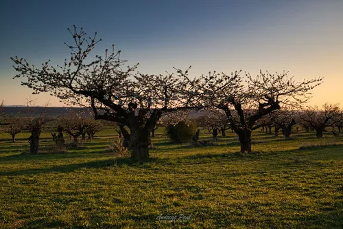 Fields near Evessen - Germany