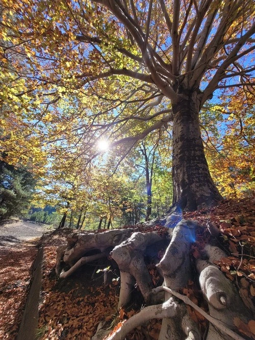 Trofa du Camperi - Din Etna, Italy