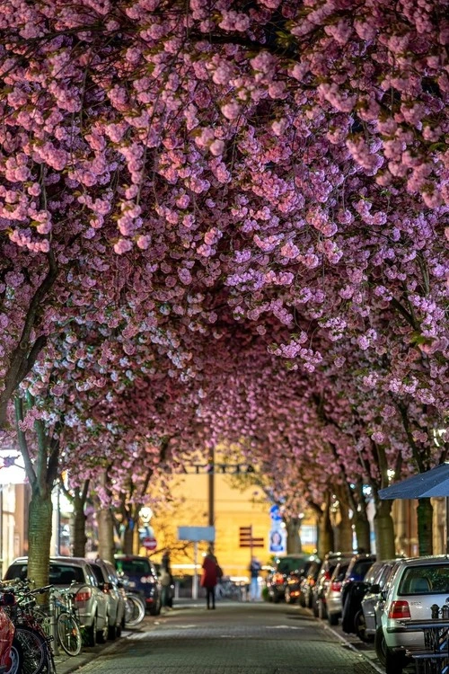 Cherry Blossom - Z Breite Strasse, Germany