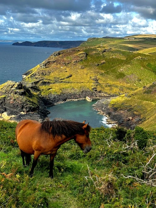 Warren Point - From Boscastle Coastwatch, United Kingdom