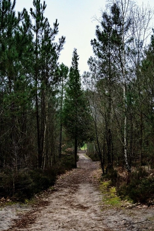 Forêt Sarthoise - Desde Forêt du Mans, France