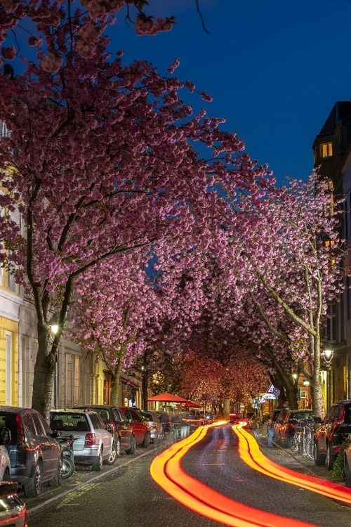 Cherry Blossom Bonn - Iz Heerstrasse, Germany