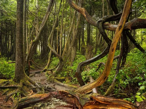 Botanical Beach Loop Trail - Canada