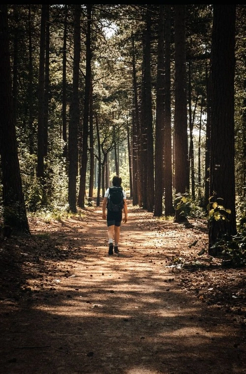 Bergen op Zoom Forest - Netherlands