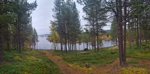 Forests in Inari - Finland