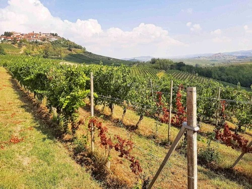 Verduno - Van Vineyards, Italy
