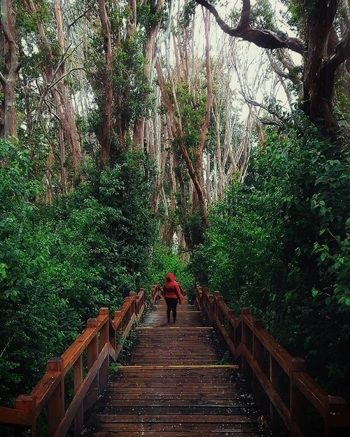 Bosque De Arrayanes - Argentina