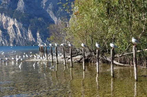 Birdpoles - Italy