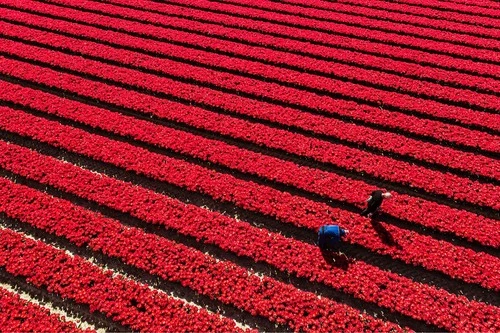 Red tulips from above - 来自 Drone, Netherlands