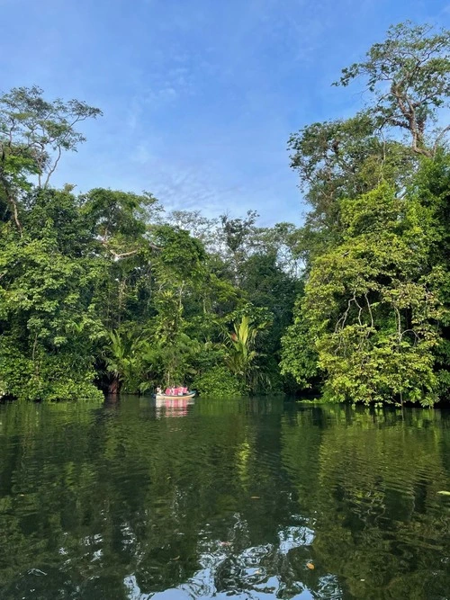 Tropical forest - Depuis Tortuguero, Costa Rica