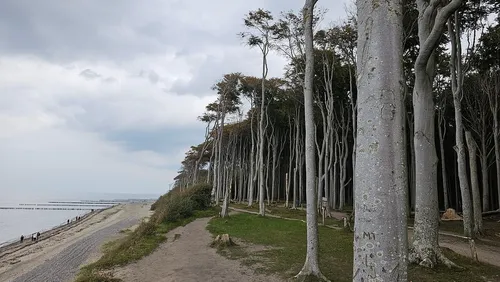 Der Gespensterwald Nienhagen - From Der Düne, Germany