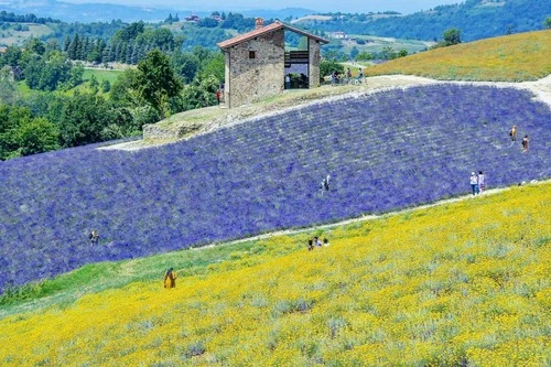 Campi di Lavanda - Italy
