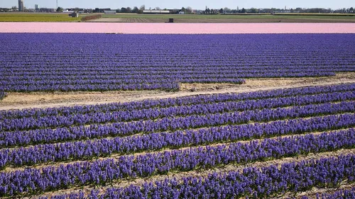 Lavender Fields - Netherlands