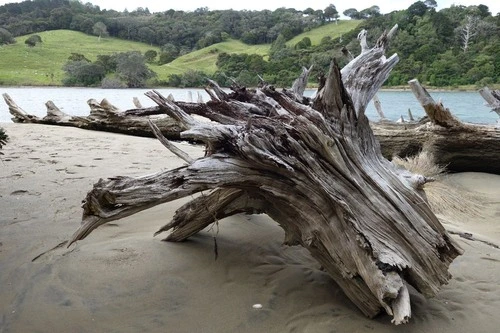 Wenderholm Regional Park - Aus Wenderholm Beach, New Zealand