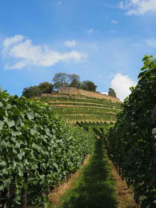 Burgruine Weibertreu - Aus Wein und Rosenrundweg, Germany