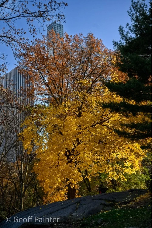 432 Park Avenue Condominiums - Desde Central Park, United States