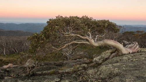 Snow Gum - Ад Mt Gingera, Australia
