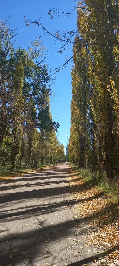 Camino de Alamos - Da Villa 25 de Mayo, Argentina