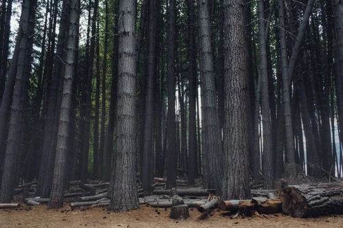 Arboles Talados - Desde Isla Victoria, Argentina