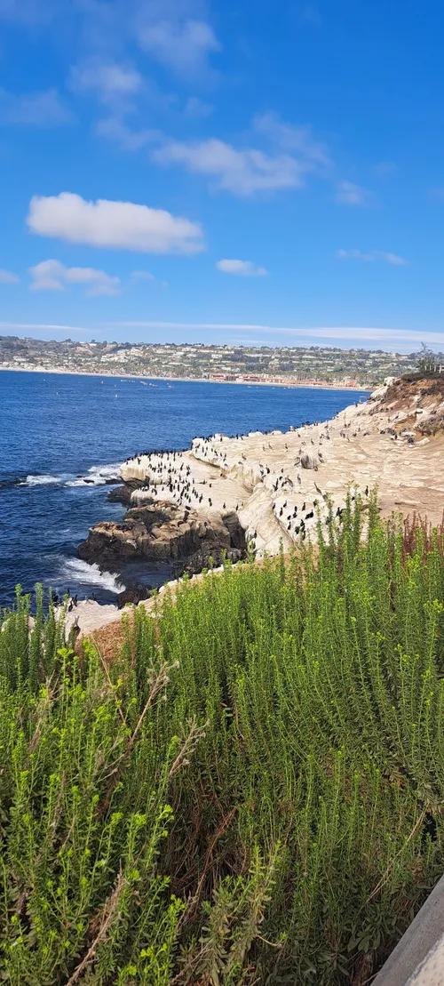 La Jolla Cove - United States