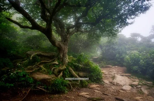 Craggy Pinnacle Hike - United States