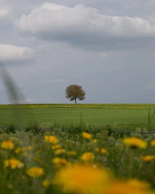 Lonely tree - Von The road below, Germany