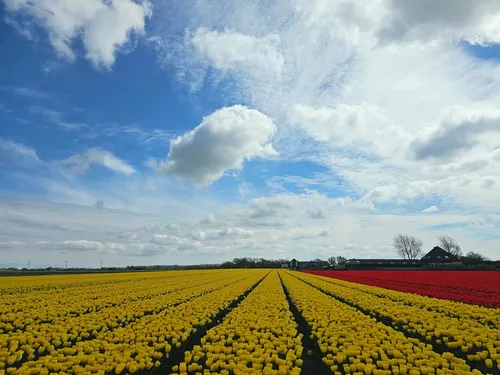 Field of Tulips - Netherlands