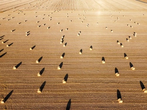 Troupeau de bottes de pailles - Aus Saint Martin de Fontenay, France