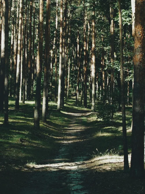 Tegeler Forst - Germany