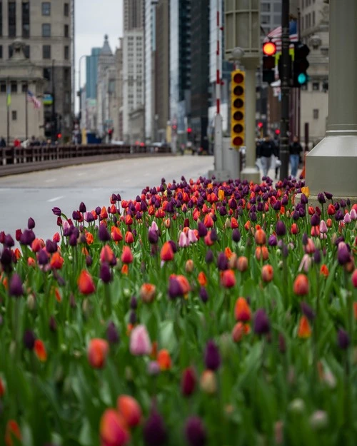 Spring Tulips on Michigan Ave - From Center Planters looking South, United States