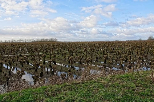 Rhoonse Grienden - Netherlands