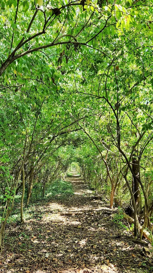 Forest path - Desde McCracken Creek, United States