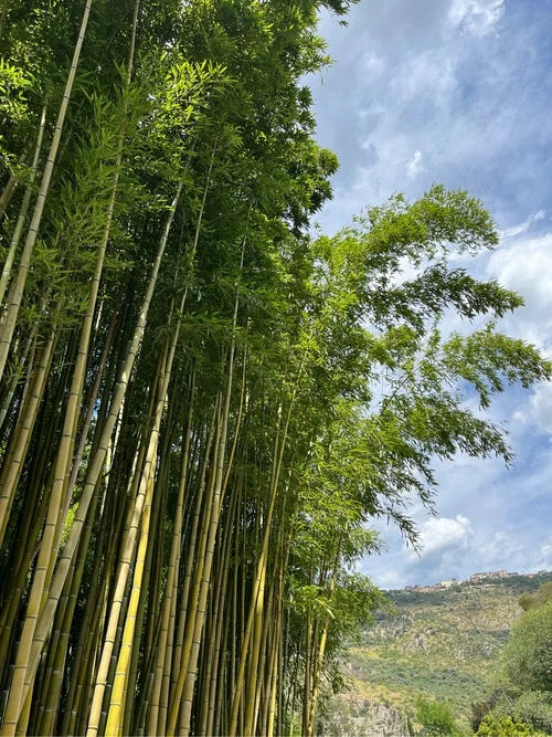 Bambù - Desde Giardino di Ninfa, Italy