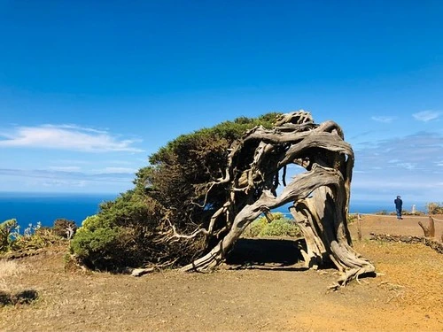 Sabinar de El Hierro, Islas Canarias - From Sabina forzada por los vientos alisios, Spain