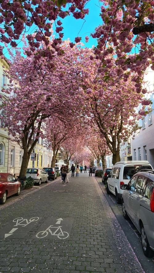 Streets of Cherryblossoms - Desde Bonn Altstadt / Herrstrasse, Germany