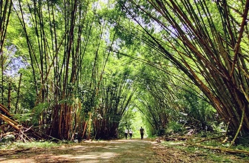 Bamboo Cathedral - Trinidad and Tobago