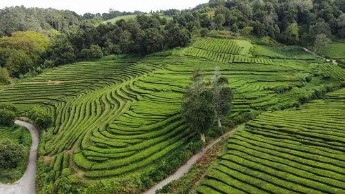 Tea plantation Gorreana - Portugal
